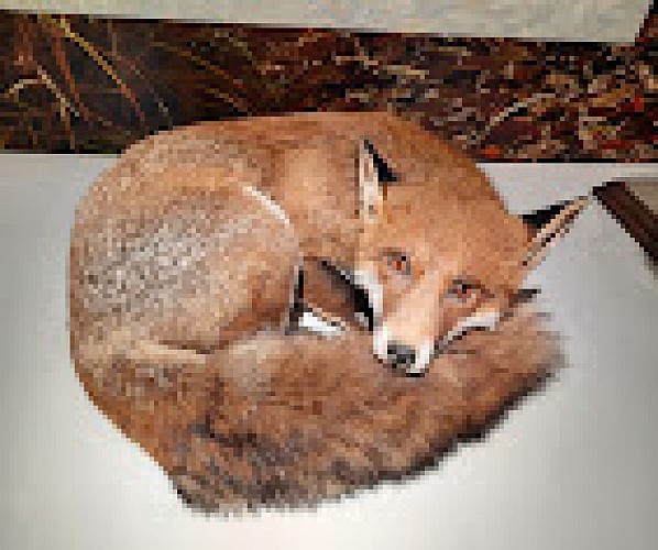 Maison du Cerf à Villeny