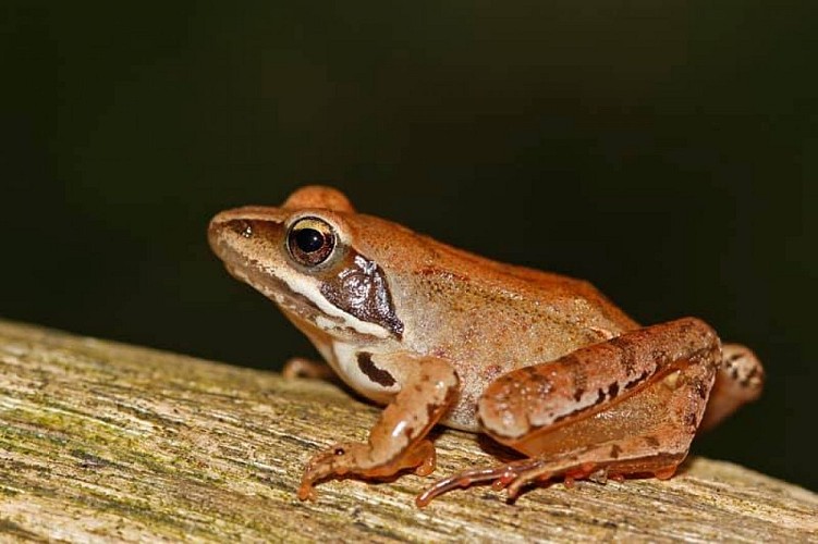 la Berge grenouille