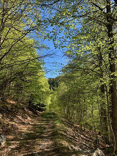 Montagne de Lure