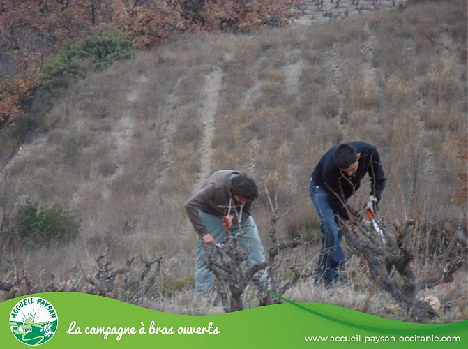 la taille Domaine pons gralet Camping car, Activité agricole, Visite de ferme à Estagel