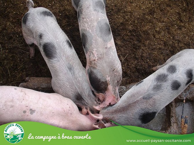 La borde jean-marie Gîte, Activité agricole à Saint-Louis-et-Parahou