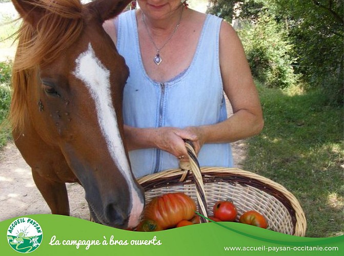 Chambres d'hotes et camping a la ferme lavaldieu Camping, Table d'hôtes, Chambre d'hôtes, Gîte, Ferme équestre à Rennes-le-Château