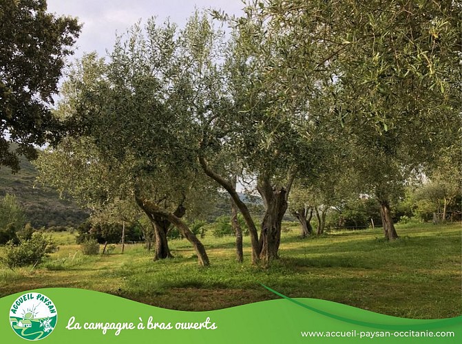 Le camping de cucugnan Aire naturelle à Cucugnan