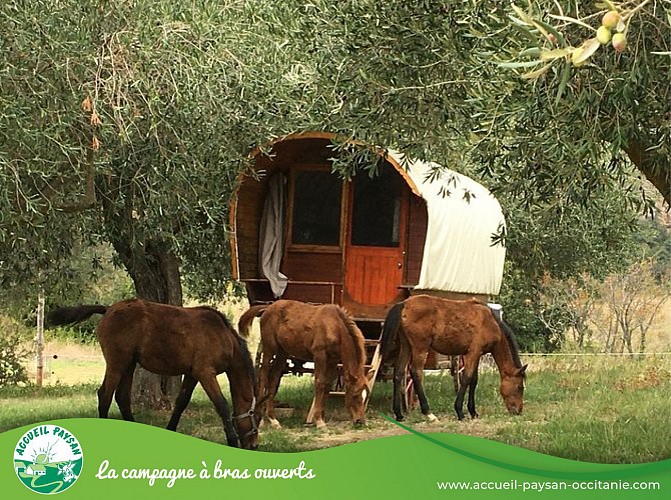 Le camping de cucugnan Aire naturelle à Cucugnan