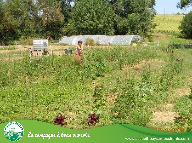 Camping du mouton noir Camping, Activité d'accueil social, Activité agricole à Sainte-Anne