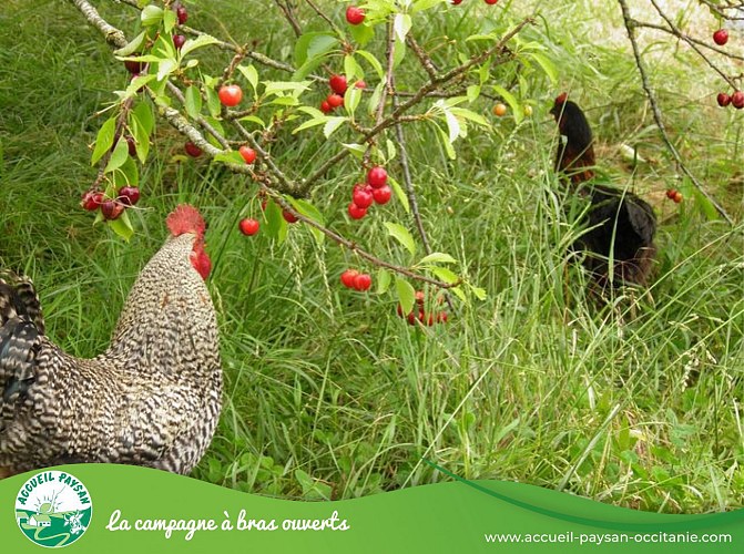 Camping du mouton noir Camping, Activité d'accueil social, Activité agricole à Sainte-Anne
