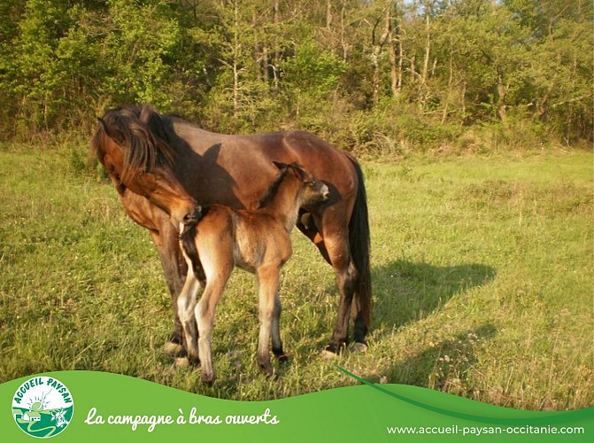 Equiloisirs Camping, Activité agricole, Activité d'accueil social, Ferme équestre, Ferme asine, Activité de transformation uniquement à Fabas