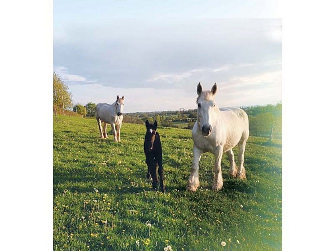 Chevalait - CHAILLOUE