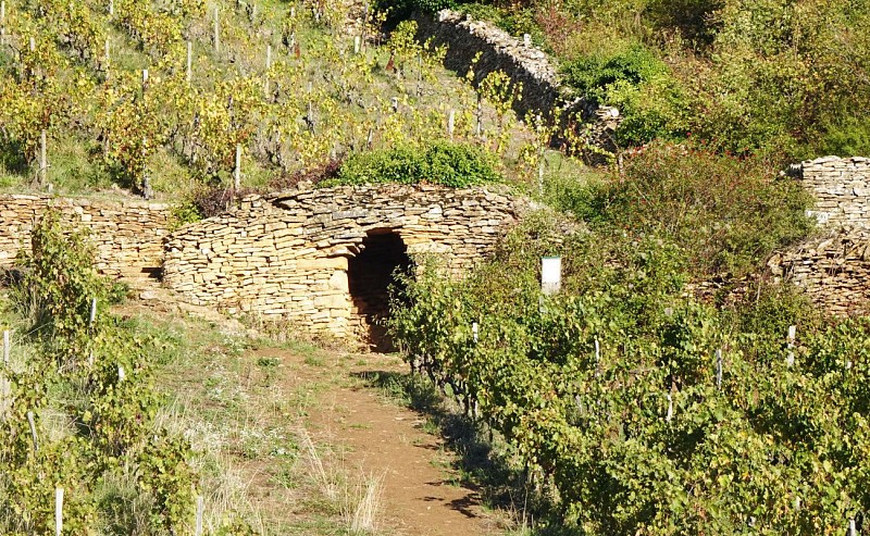 Caborne dans les vignes