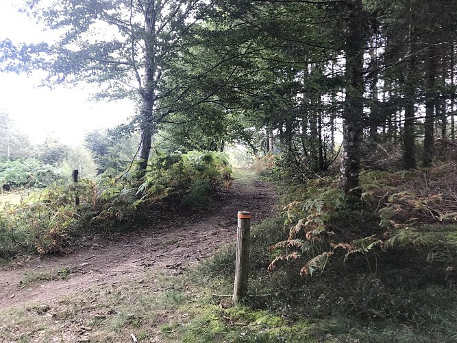 Parcours orientation Forêt de Mirambel