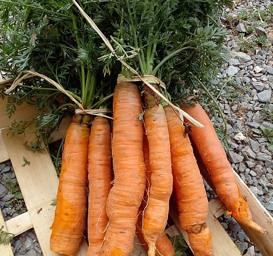 ferme-tourenne-carottes