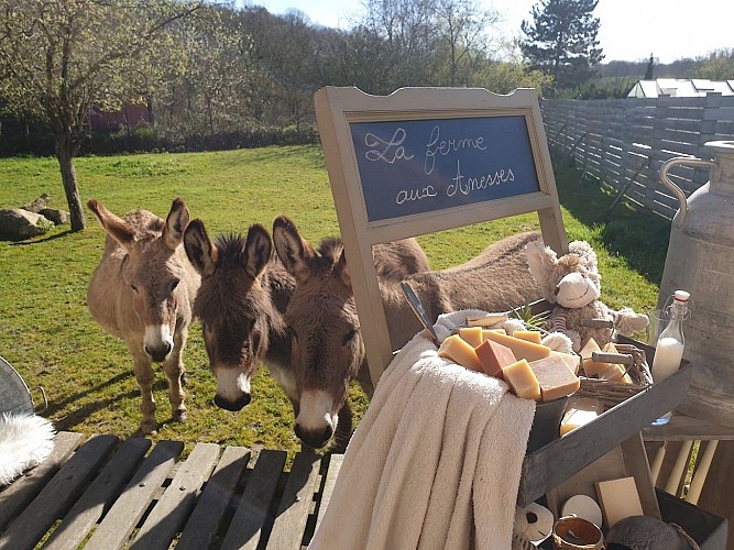 terves-la-ferme-aux-anesses-anes-savons