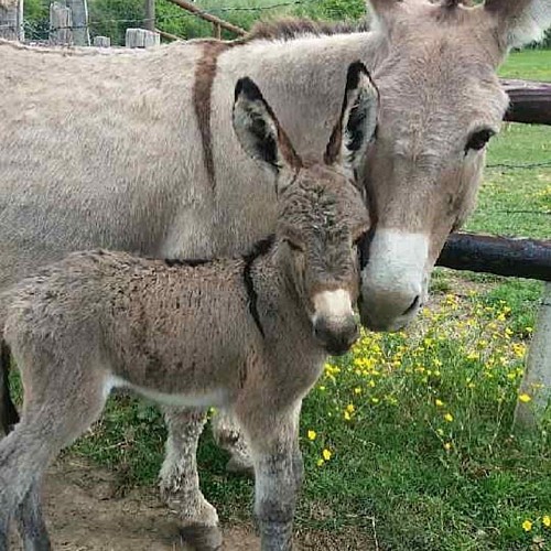 terves-la-ferme-aux-anesses-anon