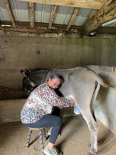 terves-ferme-anesses-traite