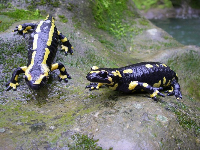 Lézard des Bois - Canyoning, Climbing, Hiking and Forest bathing