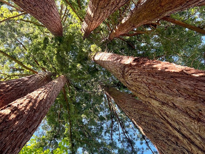 Solognetourisme-romorantin-gite-oranga