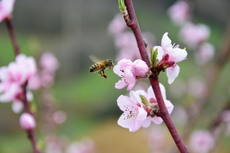 Les Délices des P'tites Abeilles - Imkers
