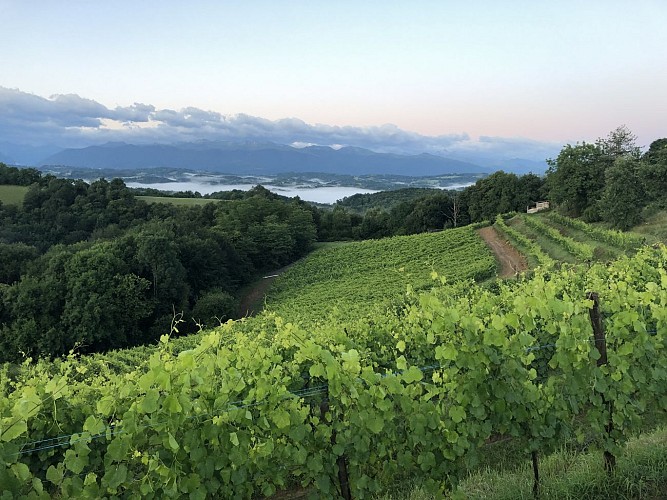 Vignoble EKOTO ©Domaine Ekoto