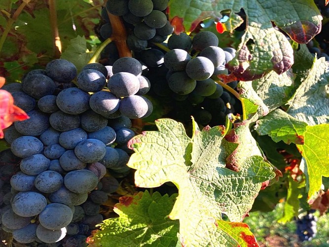 Vignes Domaine du Crampilh - Aurions-Idernes - cph Crampilh