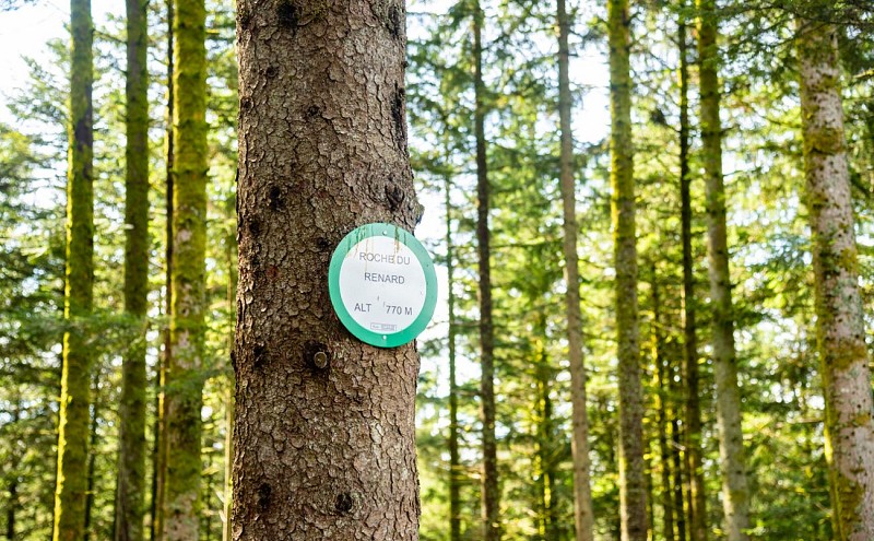 La roche du renard - stein