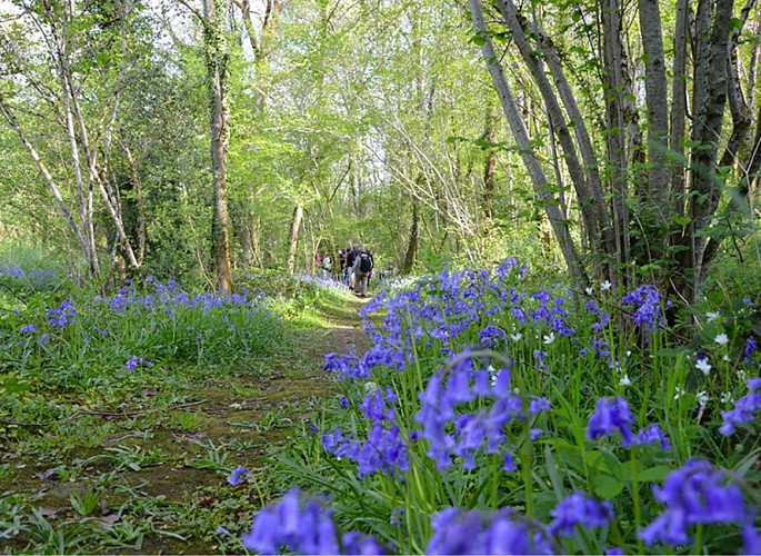 Sentier-Musical-Pageas_fleurs©Clotilde-Benni