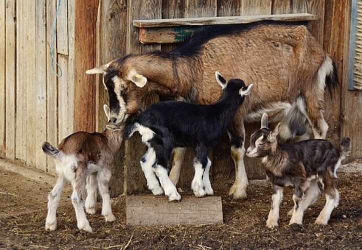 Les Chèvres d'Arvière: farm shop