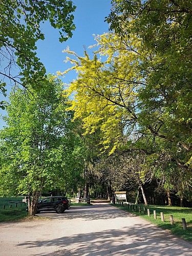 La forêt de Rothonne