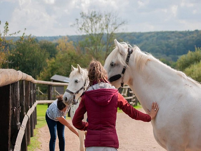 Balade à cheval (1 heure) aux Chevaux de Marolles