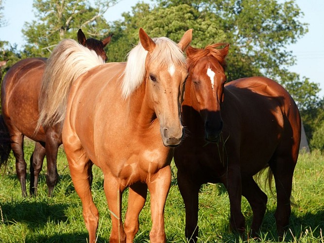 Balade à cheval (1 heure) au Centre équestre La Chevauchée