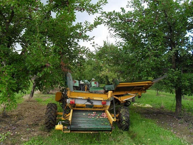 Le "Diamant noir" chez François Saphy