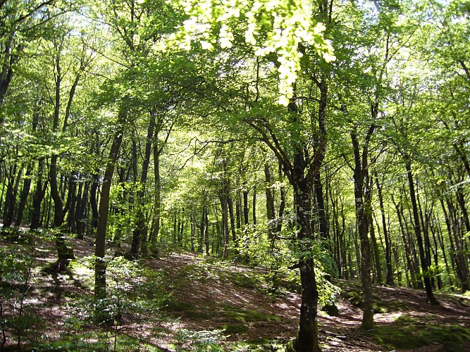 Forêt d'Iraty hétraie 1