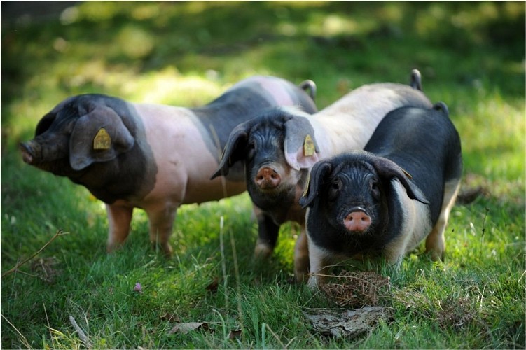 Belaun - porcs basques-CP Belaun