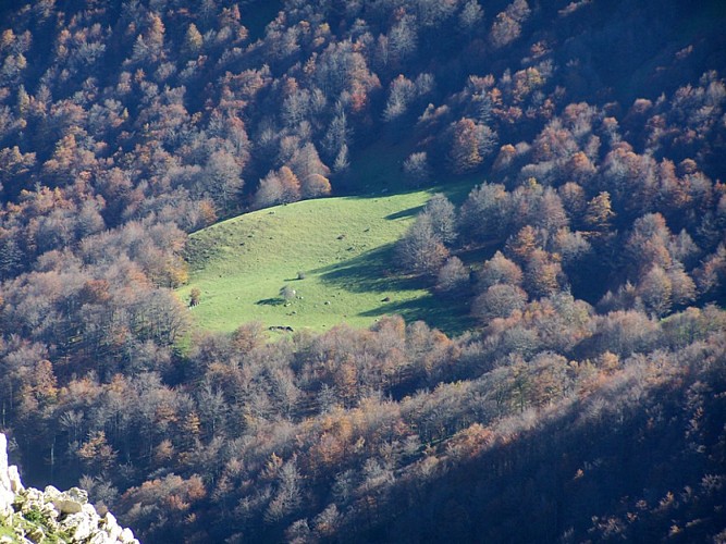 Forêt d'Iraty