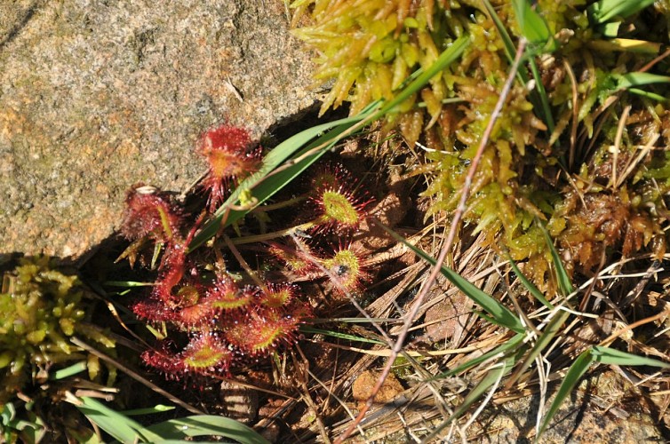 Zones humides et plantes voraces