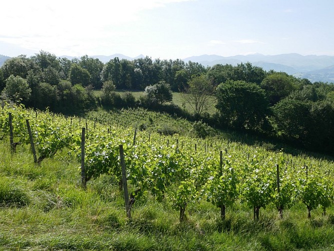 Vignobles d'Irouléguy