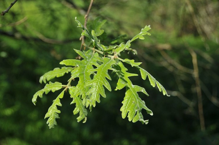 Chêne Tauzin