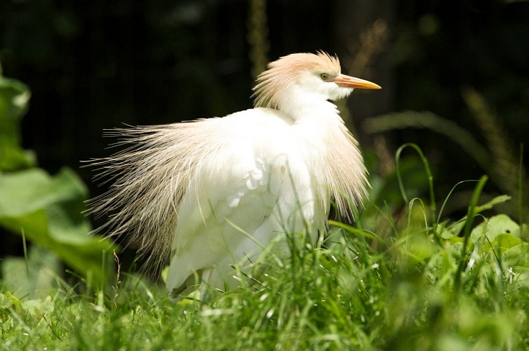 Une des 70 espèces d'oiseaux du Marais Poitevin présentes au parc