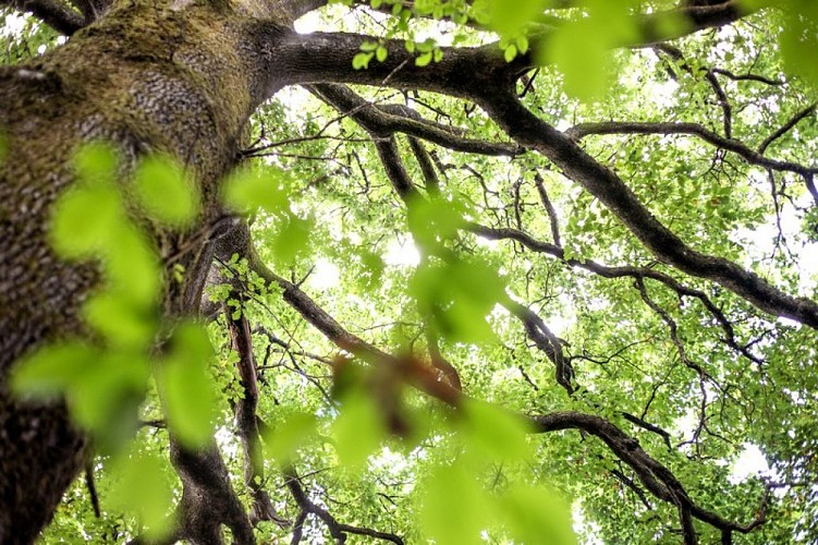 Forêt de l'Hermitain