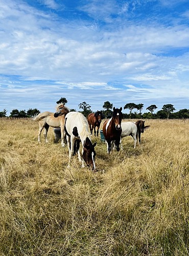 Écurie des Rosières