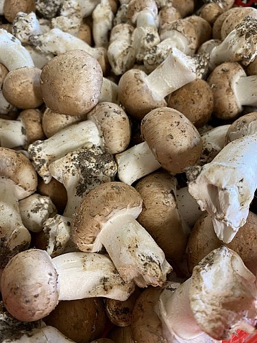 CD519058-08BF-4D84-B2FF-0B8DD41F2035