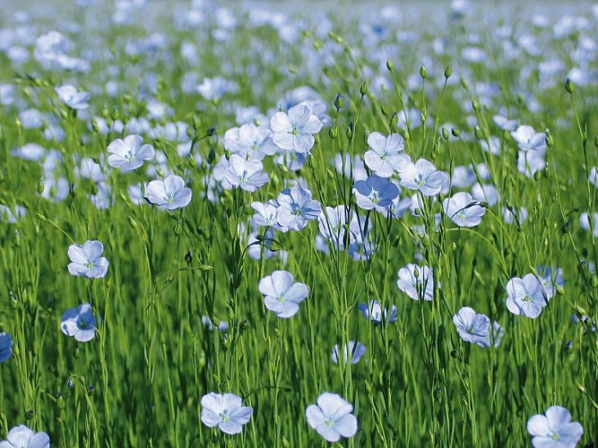 fleurdelin2-otca-redim