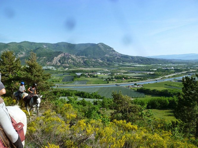 Forêt méditerranéenne