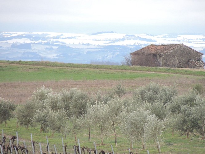 Domaine Oléicole Rigaud