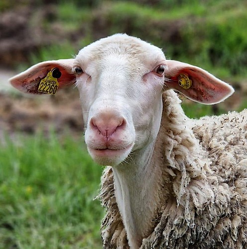 brebis_chèvrerie du Mont Sombet