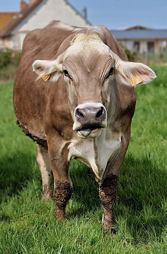 vache_Chèvrerie du Mont Sombet