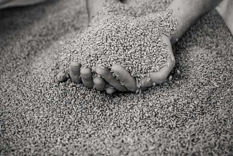 Ferme de la Lutarne_céréales