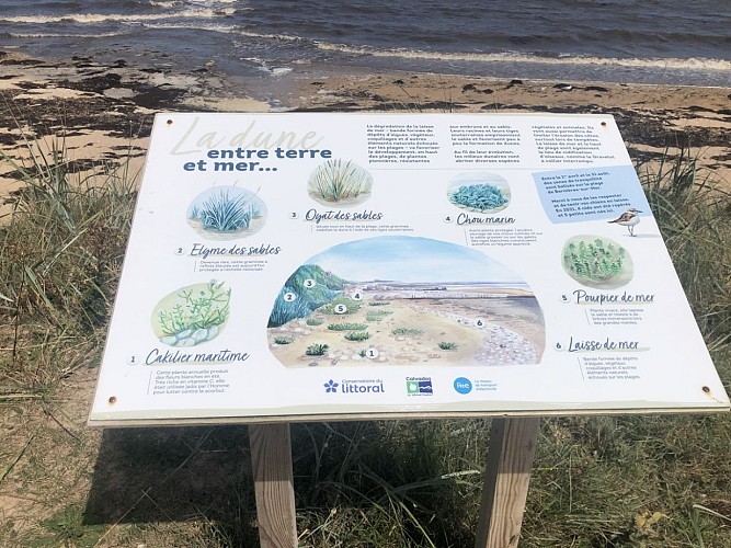 marais-du-platon-bernieres-sur-mer-credit-mathilde-lelandais (4)