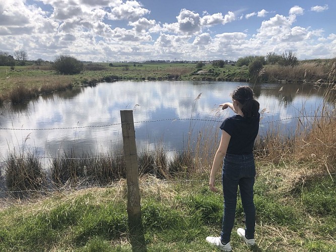 marais-du-platon-bernieres-sur-mer-credit-mathilde-lelandais (1)(1)