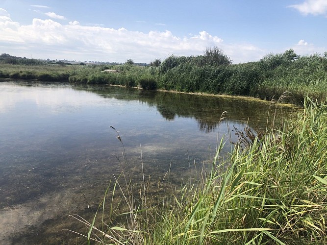 marais-du-platon-bernieres-sur-mer-credit-mathilde-lelandais (11)