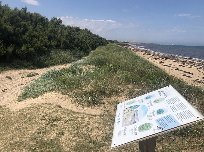 marais-du-platon-bernieres-sur-mer-credit-mathilde-lelandais (3)